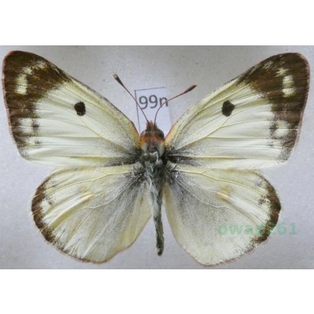 Colias hyale (Linnaeus, 1758) Szlaczkoń siarecznik Poland99n